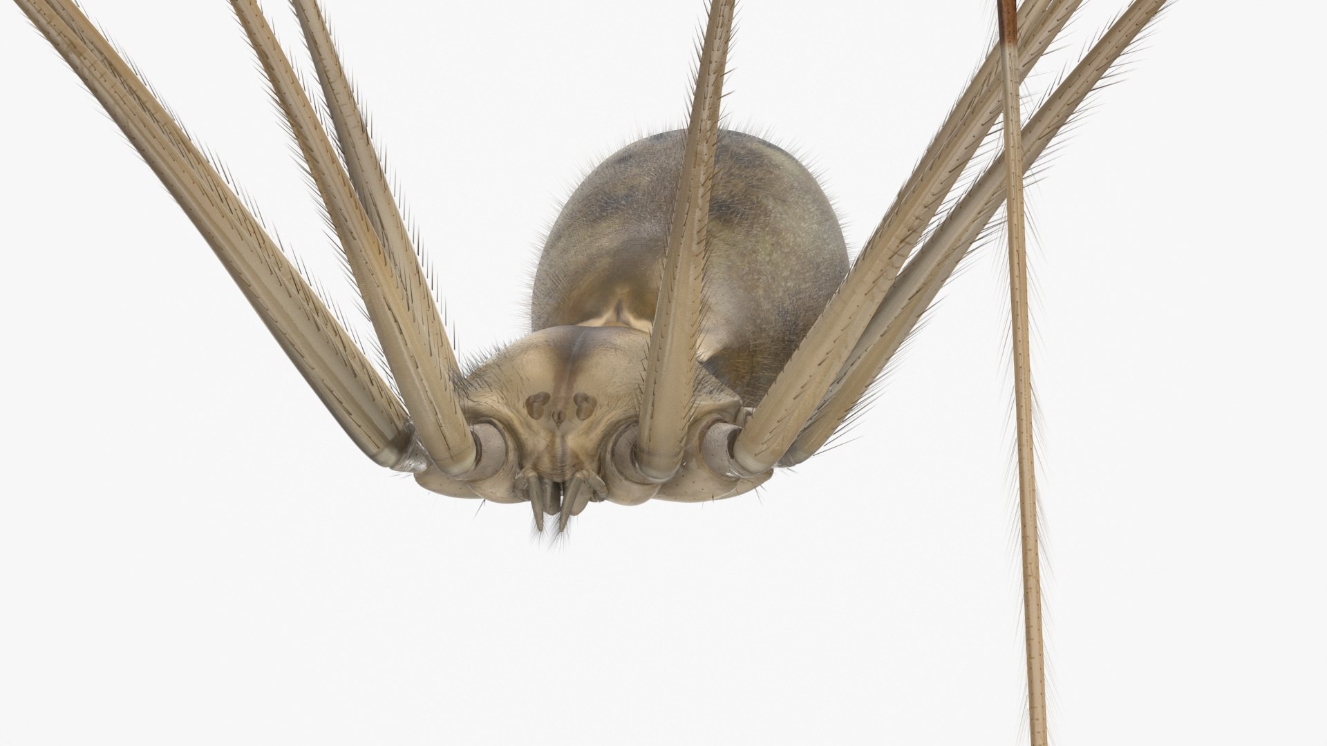 3D Pholcidae Fur https://p.turbosquid.com/ts-thumb/8w/SdlmjC/mo/pholcidaefurc4dmodel015/jpg/1722425784/1920x1080/fit_q87/0cf0f96b0da40a1bc1734405505f0aa9bd36dd26/pholcidaefurc4dmodel015.jpg