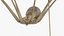 Pholcidae Fur