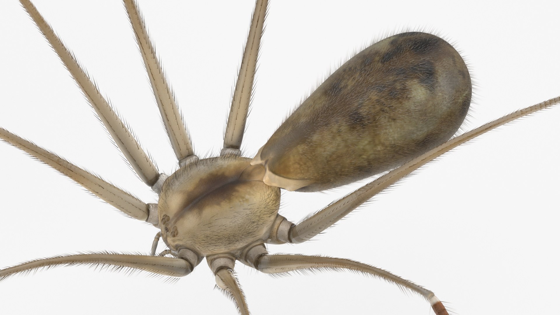 3D Pholcidae Fur https://p.turbosquid.com/ts-thumb/8w/SdlmjC/nv/pholcidaefurc4dmodel019/jpg/1722425799/1920x1080/fit_q87/ce0c82d3a651dabe8e1a24aa79832de2b5069c2b/pholcidaefurc4dmodel019.jpg