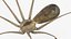 Pholcidae Fur