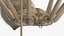 Pholcidae Fur