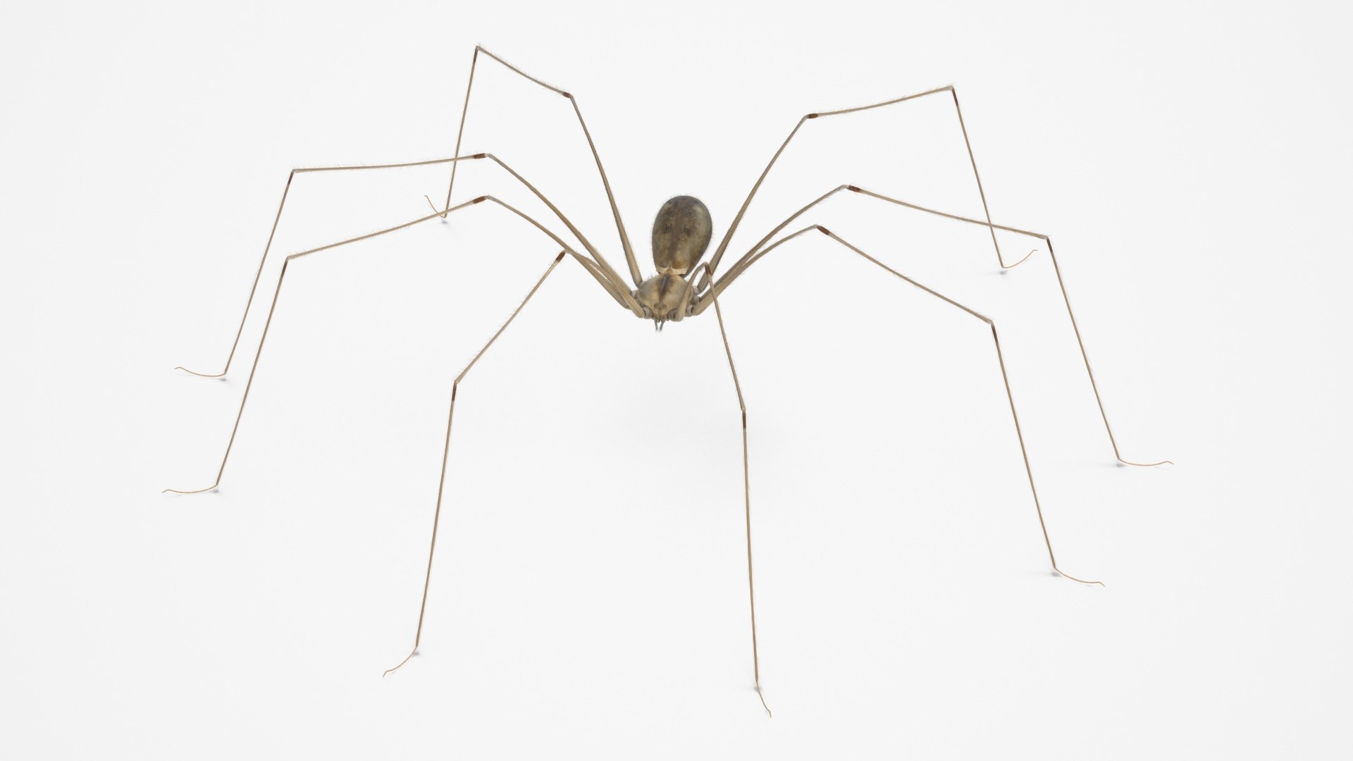 3D Pholcidae Fur https://p.turbosquid.com/ts-thumb/8w/SdlmjC/tQ/pholcidaefurc4dmodel014/jpg/1722425780/1920x1080/fit_q87/fb8eae3bcb596ef037d3e24cf1aea368db14a0bb/pholcidaefurc4dmodel014.jpg