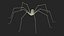 Pholcidae Fur