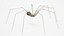 Pholcidae Fur