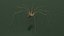 Pholcidae Fur