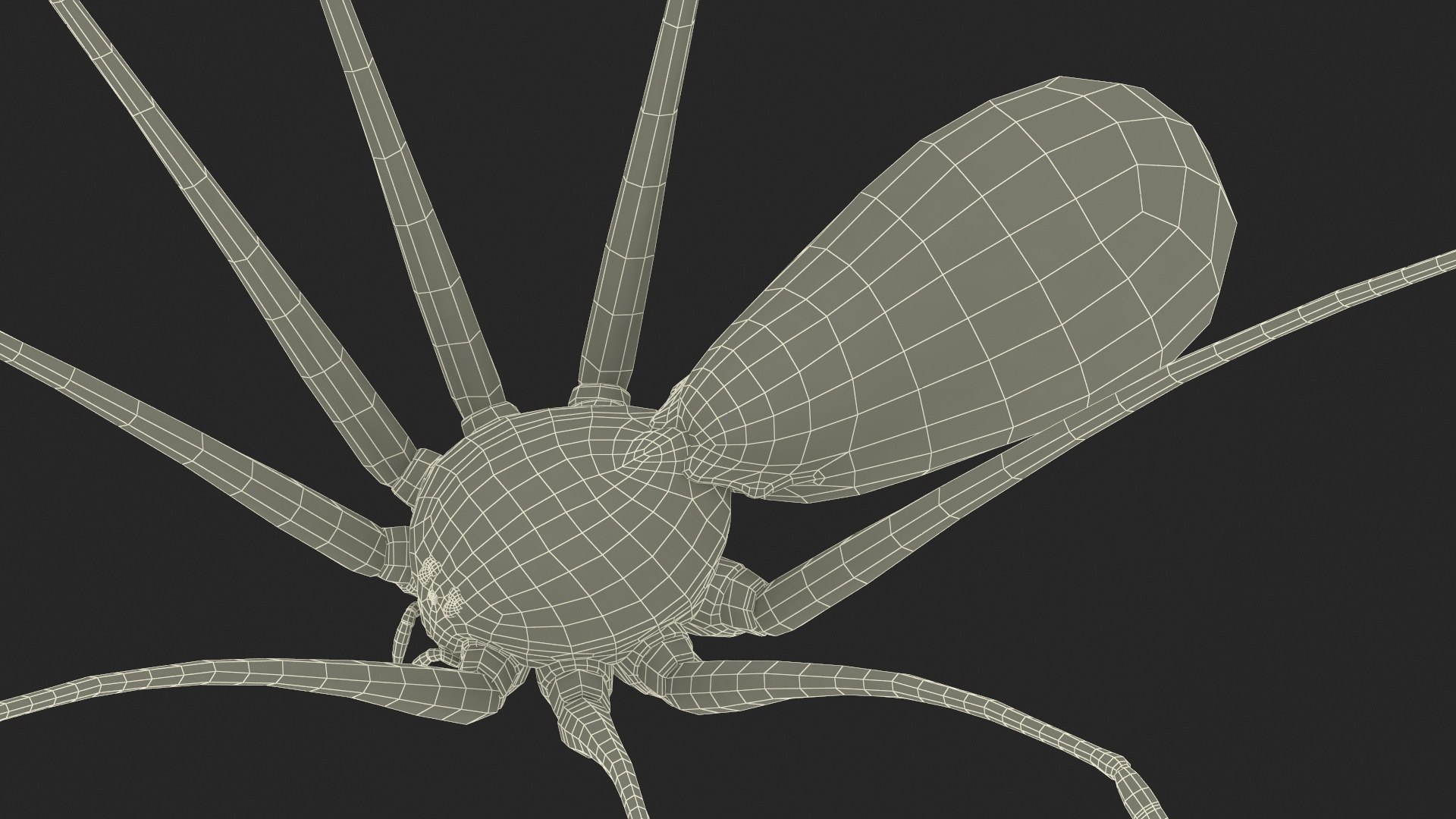 3D Pholcidae Fur https://p.turbosquid.com/ts-thumb/8w/SdlmjC/v7/pholcidaefurc4dmodel031/jpg/1722425842/1920x1080/fit_q87/4d486b2400818852f3b62ee370dcbd674e10a983/pholcidaefurc4dmodel031.jpg