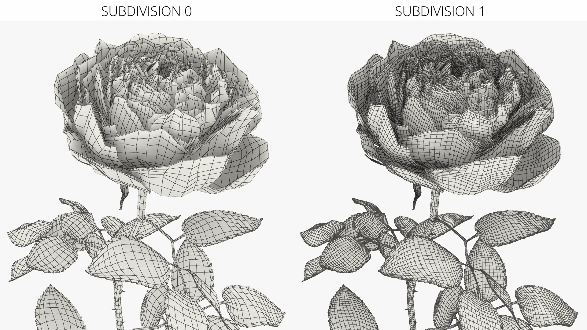 Peony Rose on Long Stem Red 3D model https://p.turbosquid.com/ts-thumb/8w/T4JZMR/BH/peony_rose_on_long_stem_red_007/jpg/1763679542/1920x1080/fit_q87/16f5a8a80aed85dc3953d63cc3f259ccb2dc7789/peony_rose_on_long_stem_red_007.jpg