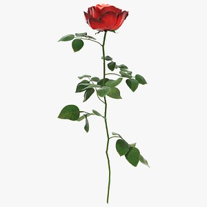 Peony Rose on Long Stem Red 3D model