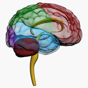 3ds max human brain