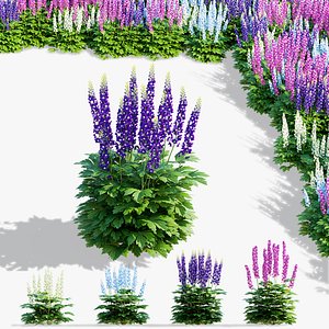 Delphinium hybridum