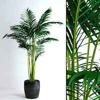 Areca Palm