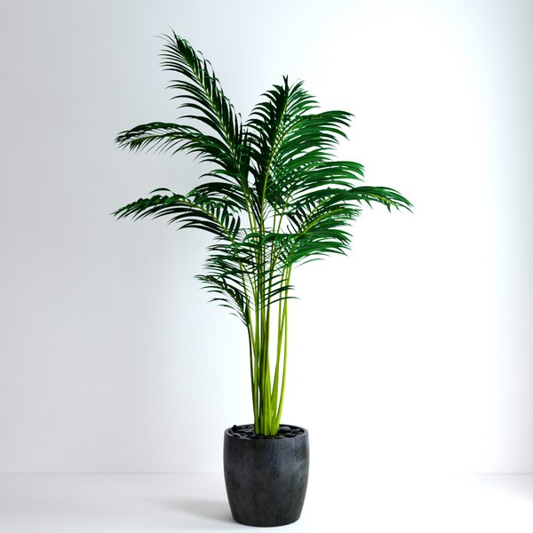 3d model realistic areca palm