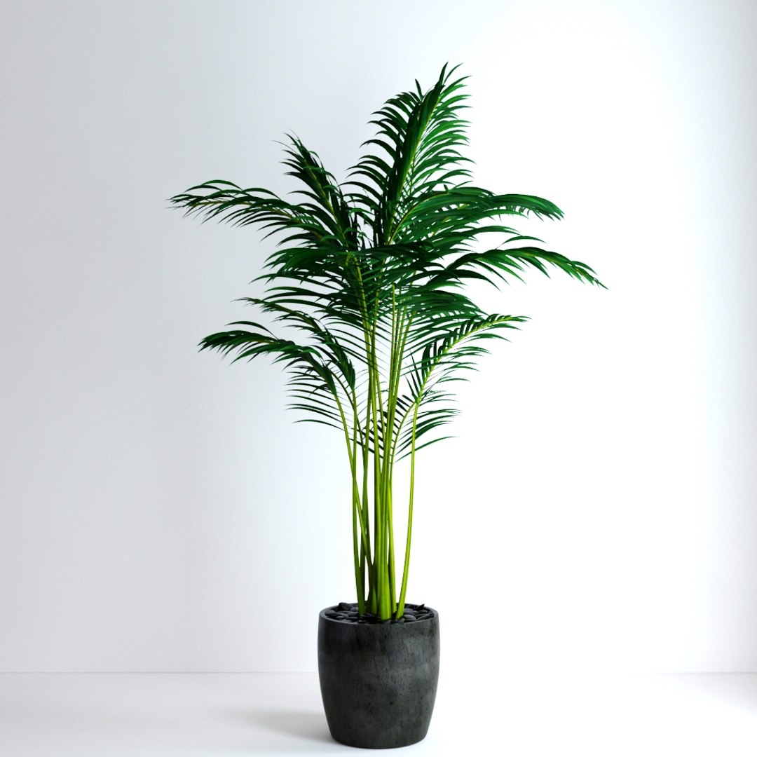 3d Model Realistic Areca Palm