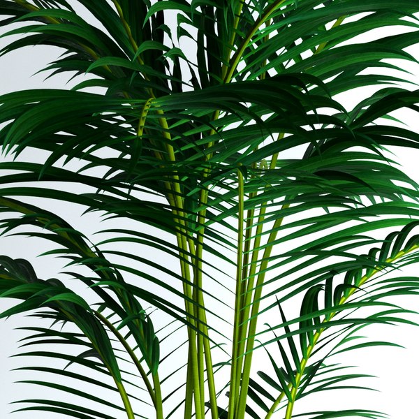 3d model realistic areca palm