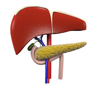 Digestive Organs