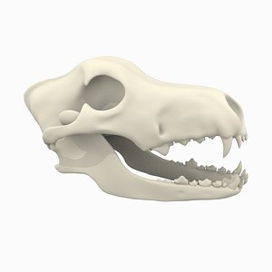 Wolf or Dog Skull 3D model