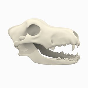Wolf or Dog Skull