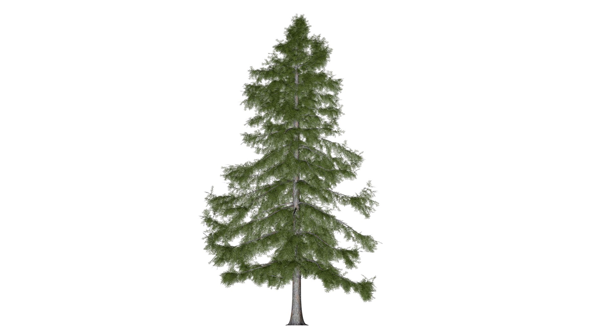 3D Alaska Cedar Tree - 09 - - TurboSquid 2369831