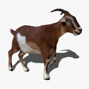 Goat (2) (ANIMATED) (FUR)