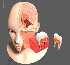 Human Head Female anatomy sectional Lowpoly AR VR mobile