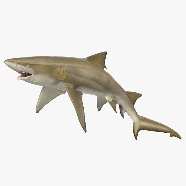 Sharptooth Lemon Shark Rigged 3D model