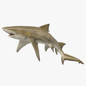 Sharptooth Lemon Shark Rigged