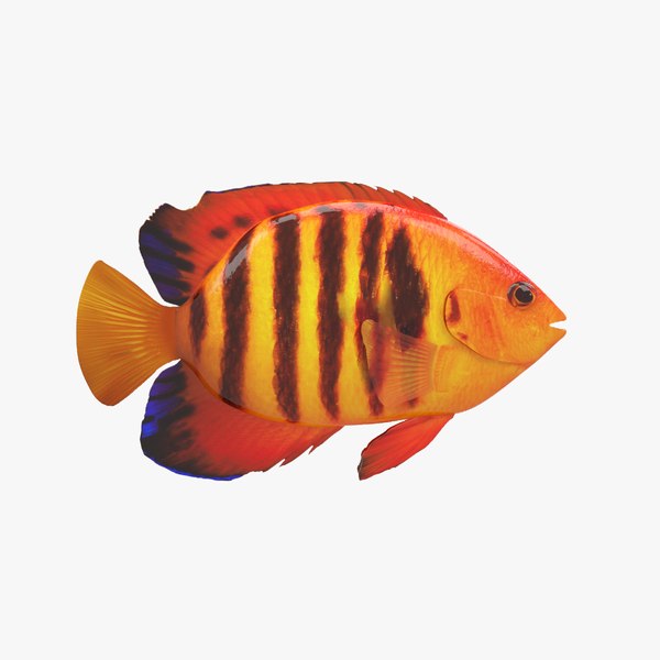 Fish flame angelfish 3D model - TurboSquid 1277488