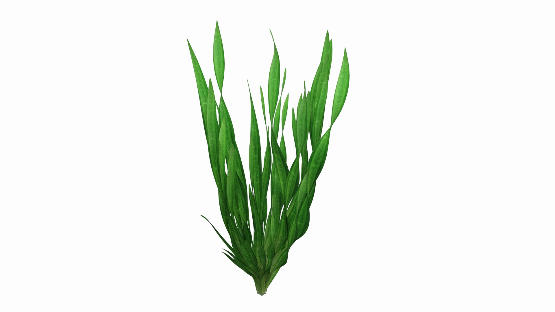 3D Freshwater Aquarium Plant Vallisneria Spiralis https://p.turbosquid.com/ts-thumb/8x/vQHiMC/Iy/freshwater_aquarium_plant_vallisneria_spiralis_360/jpg/1768575247/1920x1080/turn_fit_q99/5ccadab0b322fbddc6e59ba29cb5d7966c146f3a/freshwater_aquarium_plant_vallisneria_spiralis_360-1.jpg