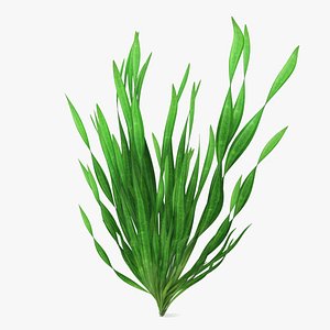 3D Freshwater Aquarium Plant Vallisneria Spiralis