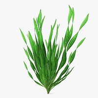 Freshwater Aquarium Plant Vallisneria Spiralis