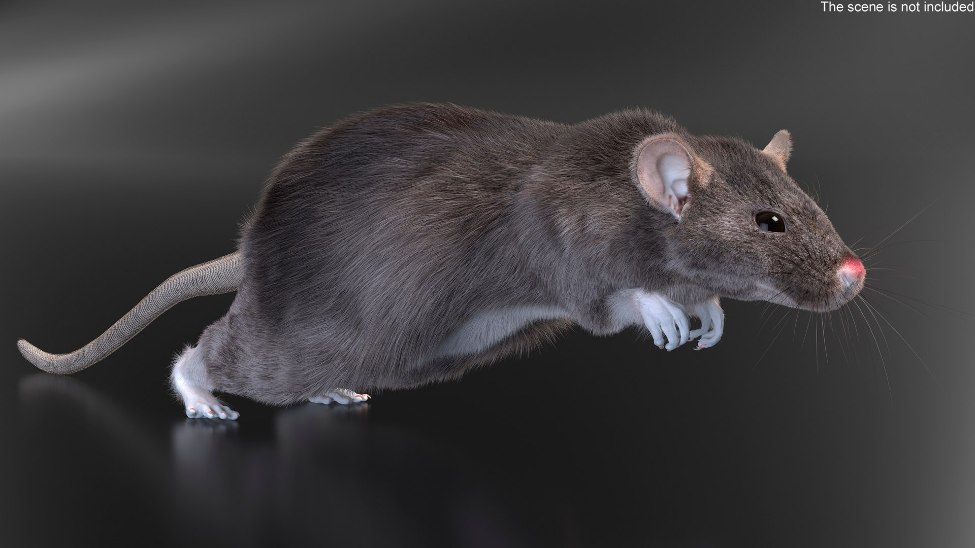 Gray Rat Running Fur Animated Rigged 3D model https://p.turbosquid.com/ts-thumb/8x/wVJcjt/97/gray_rat_running_fur_animated_rigged_004/jpg/1754961356/1920x1080/fit_q87/33c973d48ede2545728f8625a96ccee04d2b40ca/gray_rat_running_fur_animated_rigged_004.jpg
