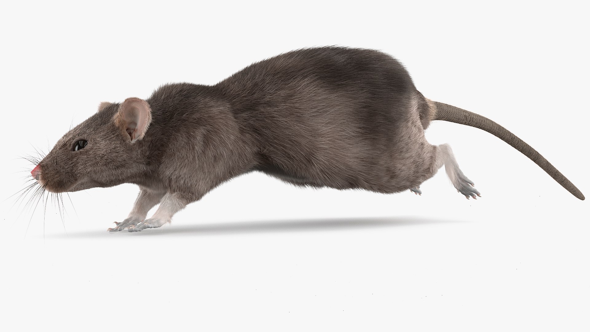 Gray Rat Running Fur Animated Rigged 3D model https://p.turbosquid.com/ts-thumb/8x/wVJcjt/GK/gray_rat_running_fur_animated_rigged_008/jpg/1754961369/1920x1080/fit_q87/61d455db8e93301fa691a28aaa7484f569b05b8f/gray_rat_running_fur_animated_rigged_008.jpg