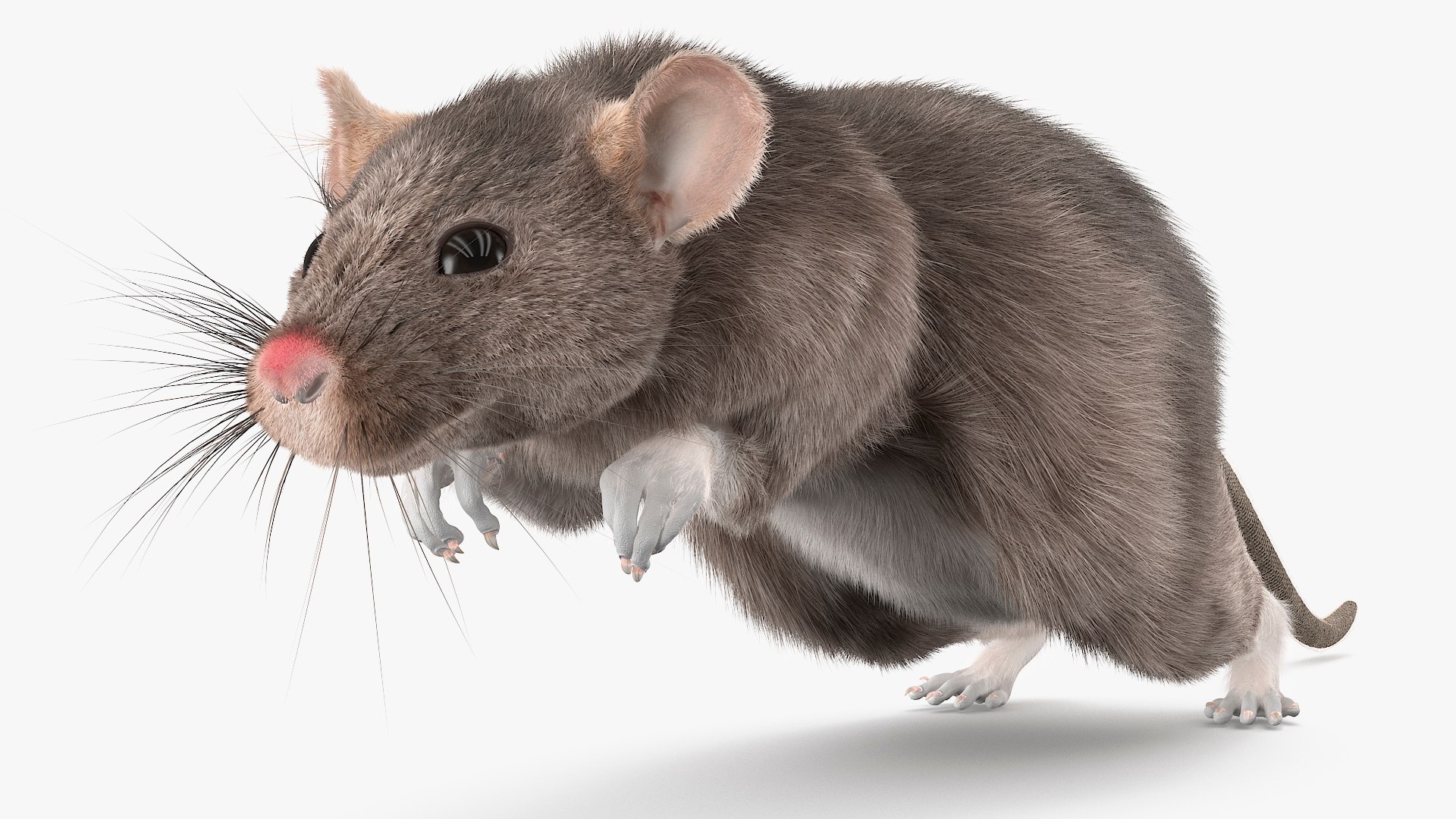 Gray Rat Running Fur Animated Rigged 3D model preview