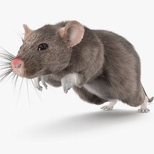Gray Rat Running Fur Animated Rigged 3D model