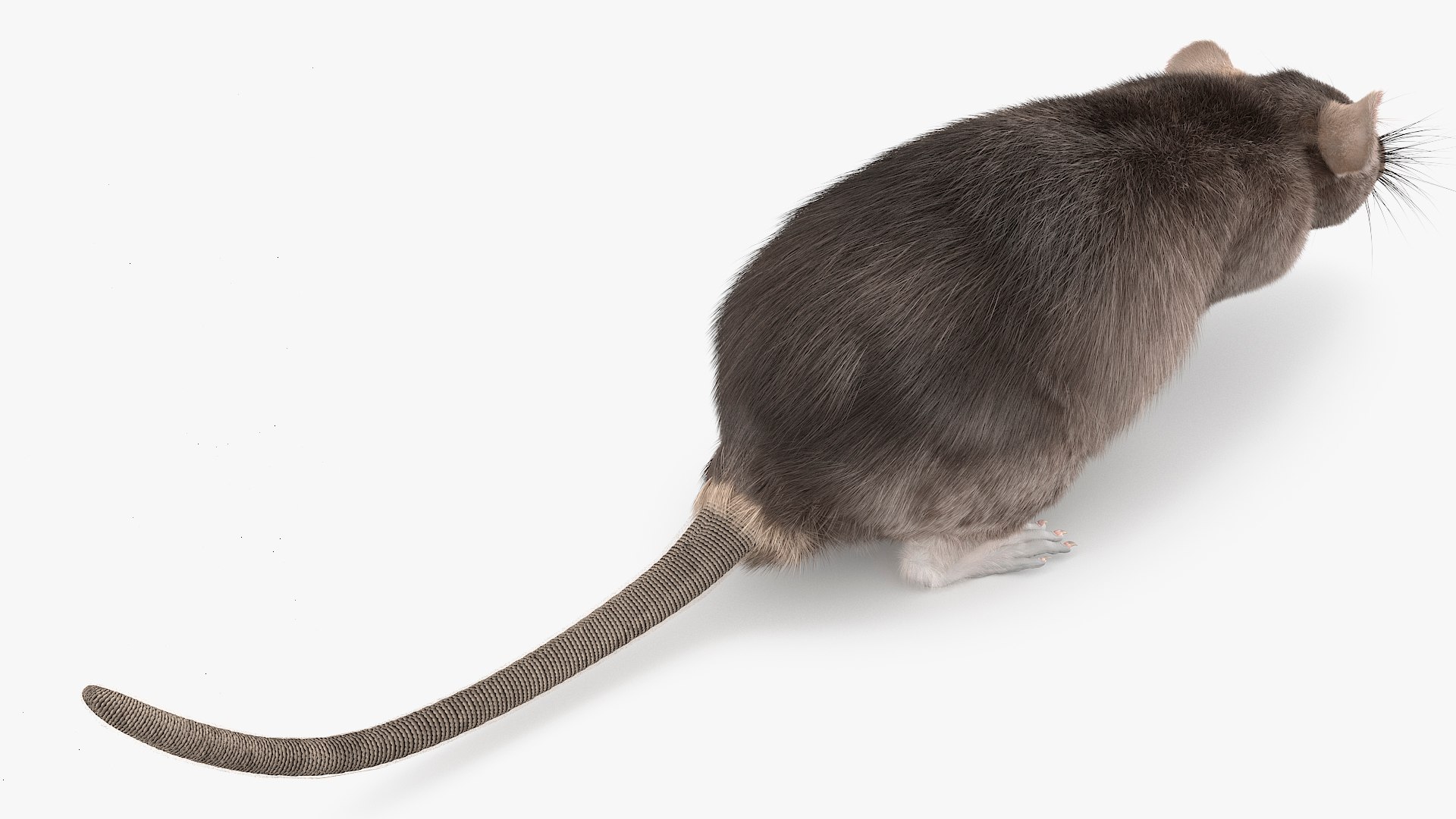 Gray Rat Running Fur Animated Rigged 3D model https://p.turbosquid.com/ts-thumb/8x/wVJcjt/kW/gray_rat_running_fur_animated_rigged_007/jpg/1754961366/1920x1080/fit_q87/398d953214f040ca54168e278fc36b057f904bd2/gray_rat_running_fur_animated_rigged_007.jpg