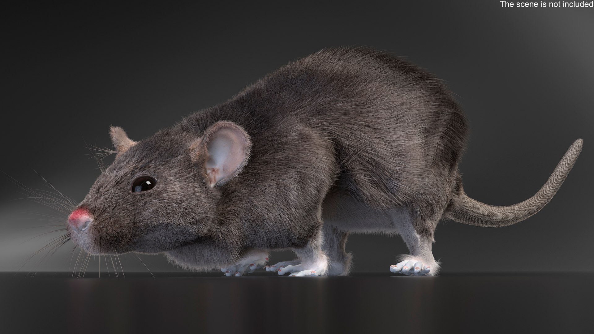 Gray Rat Running Fur Animated Rigged 3D model https://p.turbosquid.com/ts-thumb/8x/wVJcjt/l1/gray_rat_running_fur_animated_rigged_003/jpg/1754961352/1920x1080/fit_q87/109c131489d2aaa1ab3abed199cabcc2fcd46a9e/gray_rat_running_fur_animated_rigged_003.jpg
