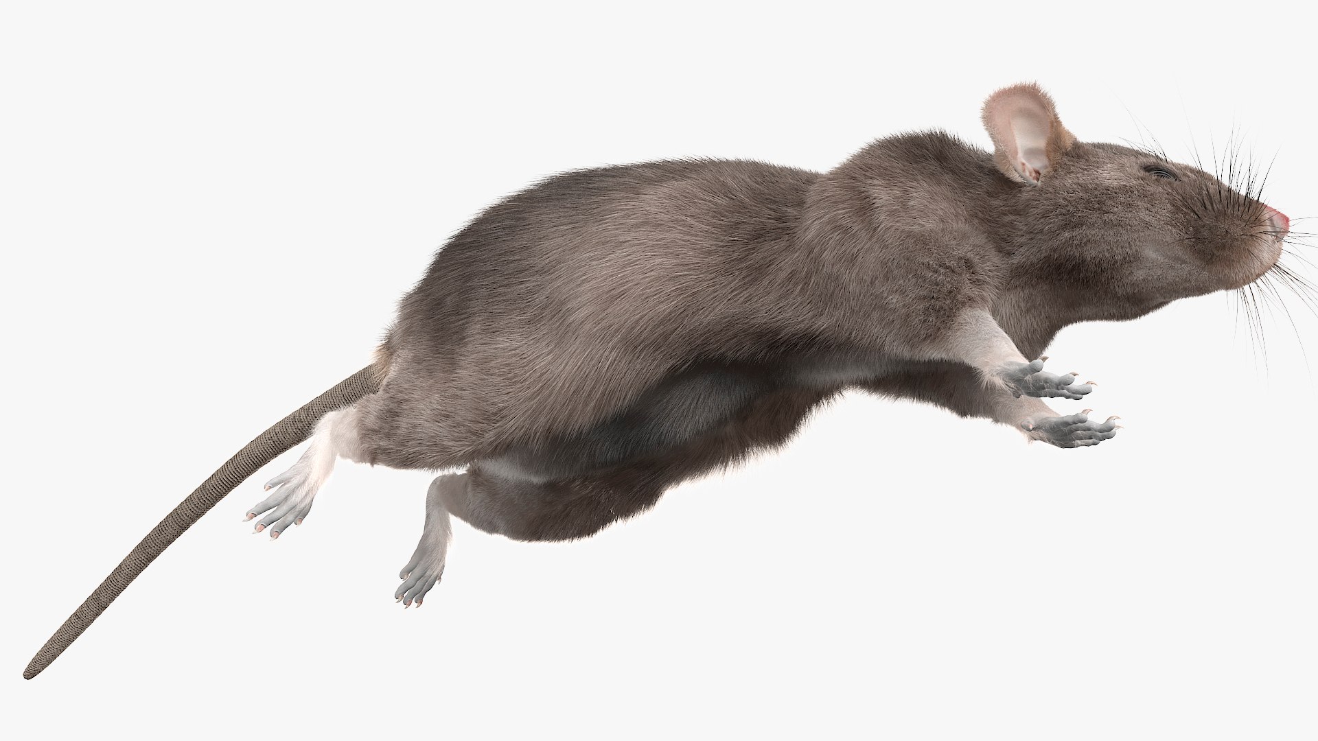 Gray Rat Running Fur Animated Rigged 3D model https://p.turbosquid.com/ts-thumb/8x/wVJcjt/nF/gray_rat_running_fur_animated_rigged_010/jpg/1754961375/1920x1080/fit_q87/ef9376f32ca362da6f61901d7befb9b871da89d2/gray_rat_running_fur_animated_rigged_010.jpg