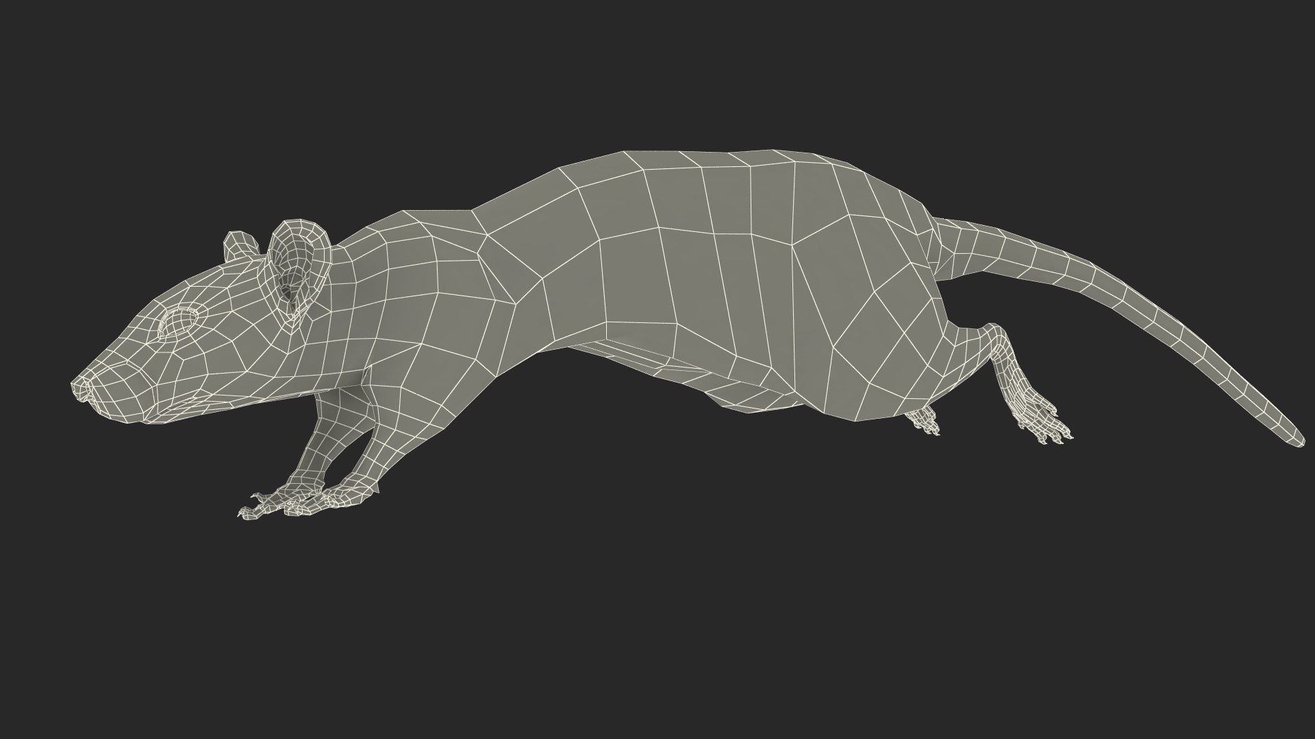 Gray Rat Running Fur Animated Rigged 3D model https://p.turbosquid.com/ts-thumb/8x/wVJcjt/ym/gray_rat_running_fur_animated_rigged_018/jpg/1754961399/1920x1080/fit_q87/88183270c2c72f44cdd6cc9d2a2d2bdeda96e2ae/gray_rat_running_fur_animated_rigged_018.jpg
