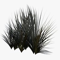 Plant Phormium Rubro