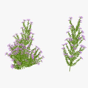 Schotti Flower 3d Model 3D