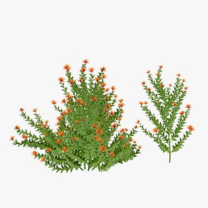 Ornithogalum Flower 3D model