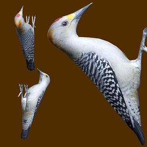 Golden-fronted Woodpecker