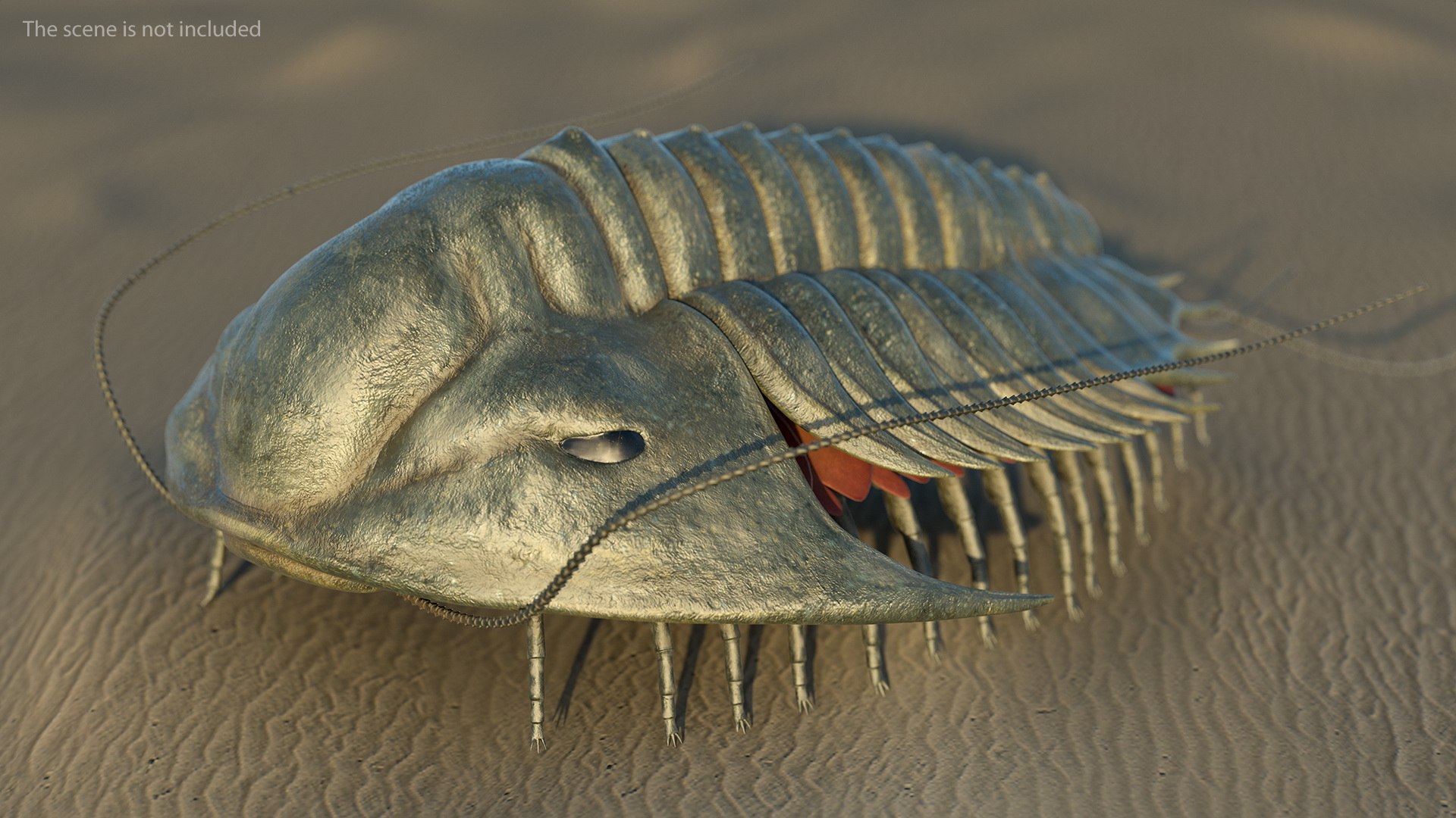 3D Trilobite Extinct Marine Arachnomorph - TurboSquid 1488176