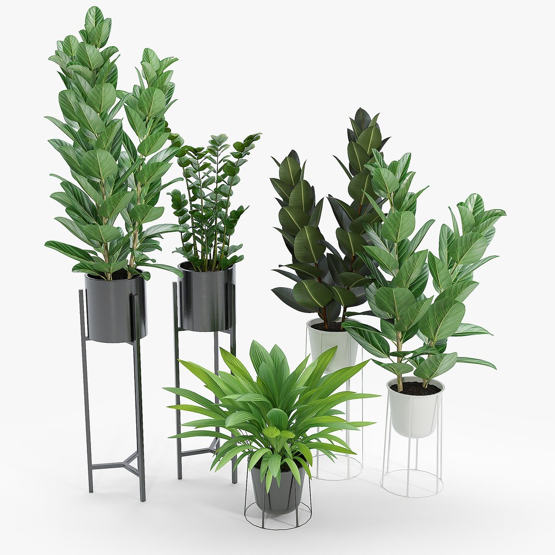 3D Ficus Bush - TurboSquid 1652959