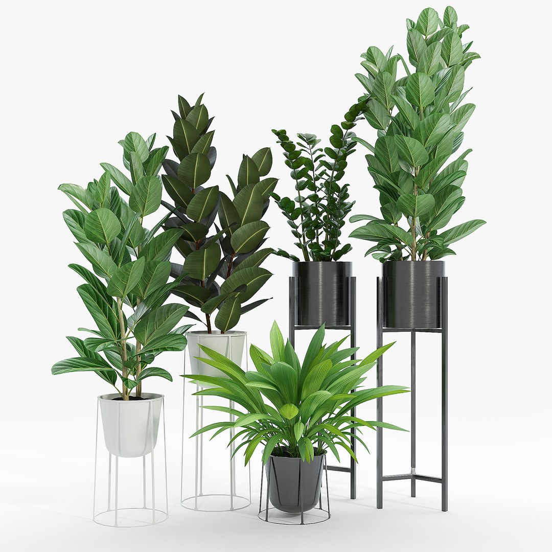 3D Ficus Bush - TurboSquid 1652959