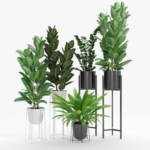 Set Ficus