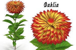 dahlia flower 3d model