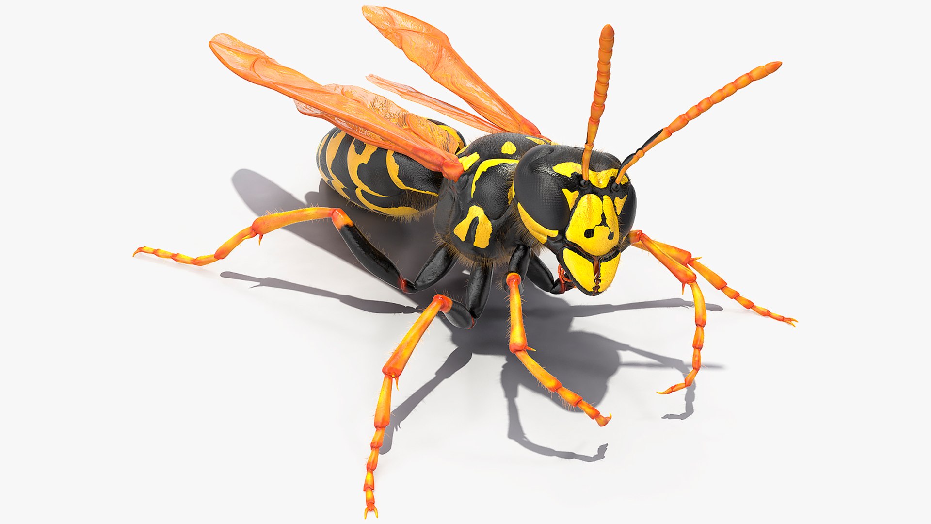 Wasp Fur Rigged 3D model preview