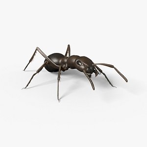 Ant - Formica Rufa 3D model