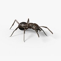 Ant - Formica Rufa